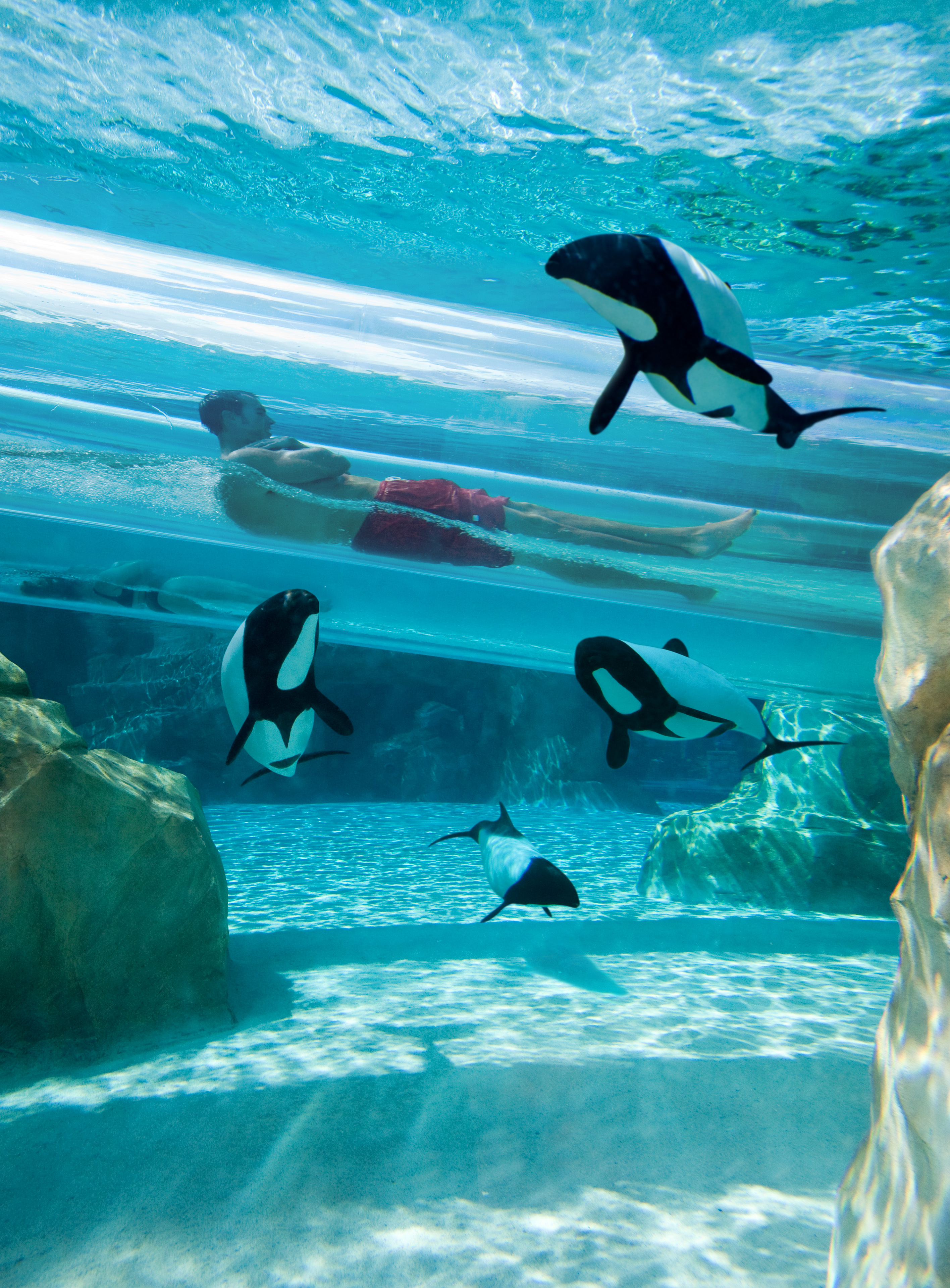 DolphinPlungeIllustration.jpg