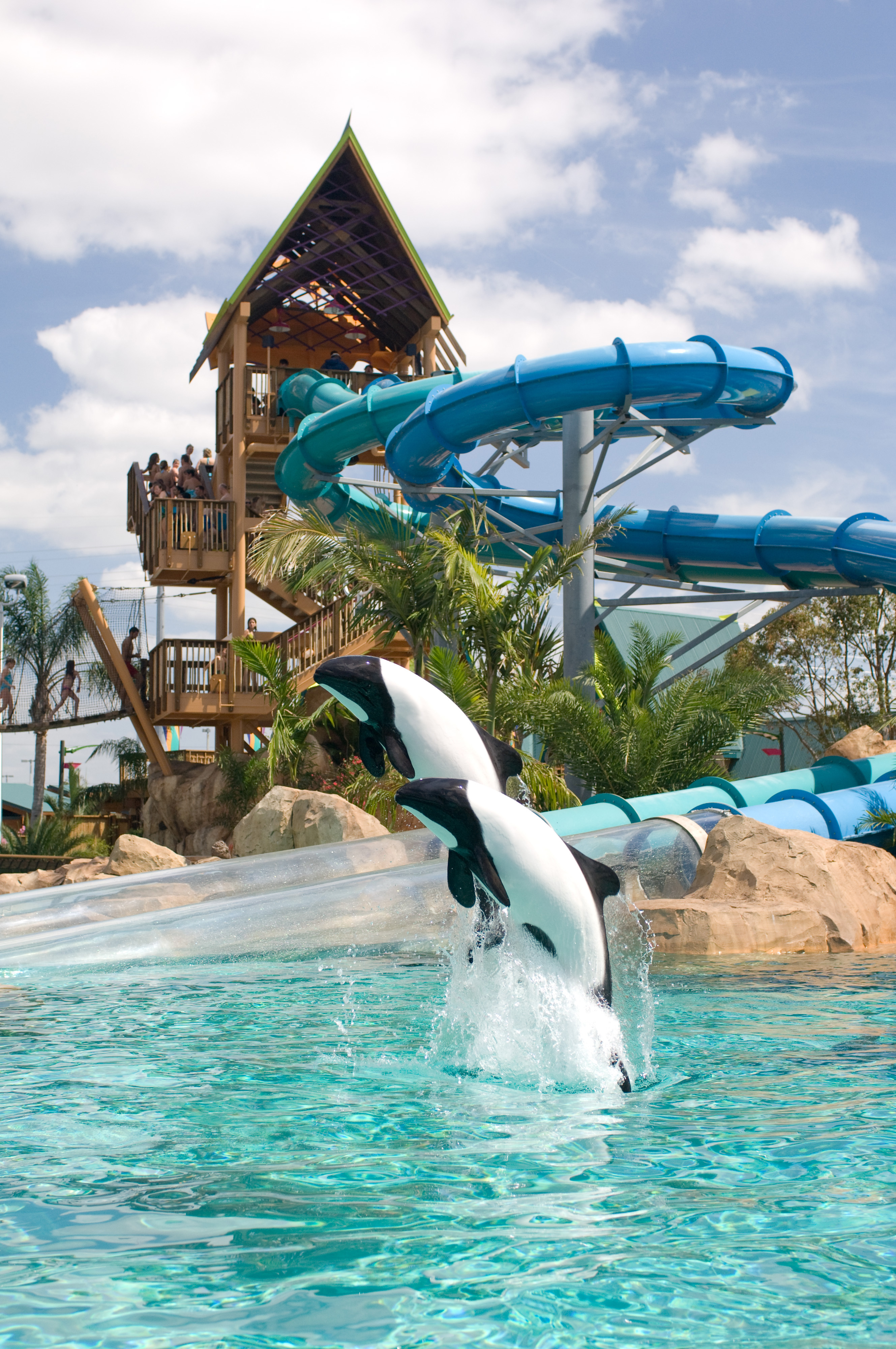 DolphinPlungeresized.jpg